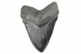 Serrated, Fossil Megalodon Tooth - Massive Meg #250077-1